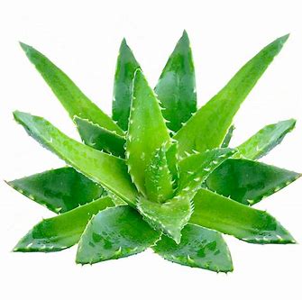 Aloe Vera Intensiv Gesichts- und Körperpflege Pack - Swisa Beauty - Totes Meersalz Produkte für gesunde Haut