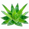 Aloe Vera Intensiv Gesichts- und Körperpflege Pack - Swisa Beauty - Totes Meersalz Produkte für gesunde Haut